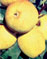 bellefleur web kl