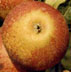 braeburn mini